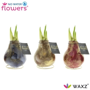 No Water Flowers® Univerz Jupiter