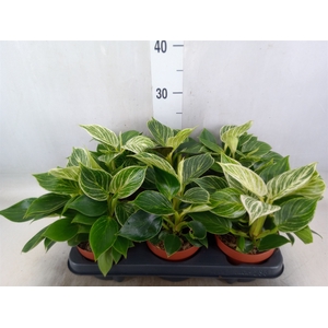 Philodendron   ...