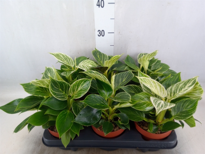 <h4>Philodendron   ...</h4>