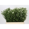 Aster Paquita