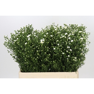 Aster Paquita