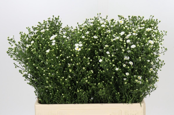 <h4>Aster Paquita</h4>