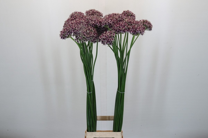 <h4>Allium Silverspring</h4>