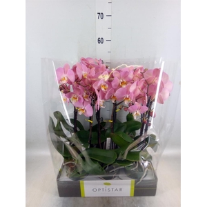 Phalaenopsis  'Ant Padova'