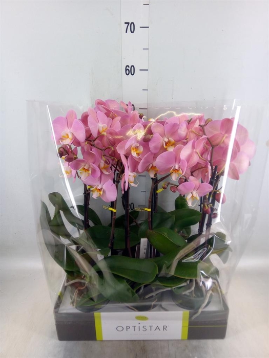 <h4>Phalaenopsis  'Ant Padova'</h4>