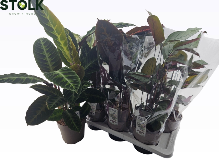 <h4>CALAT GEM 5 SRT</h4>