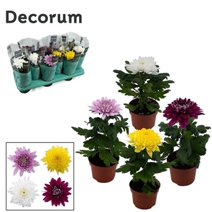 Decorum Chrysanne Supernova mix 1pp