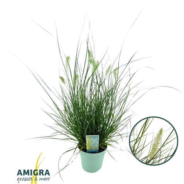<h4>Pennisetum alopecuroides Little Hameln®</h4>