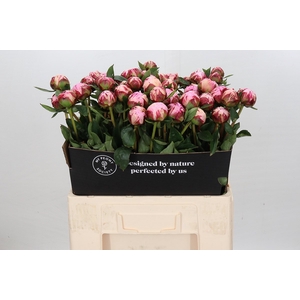 Paeonia Sarah Bernhardt