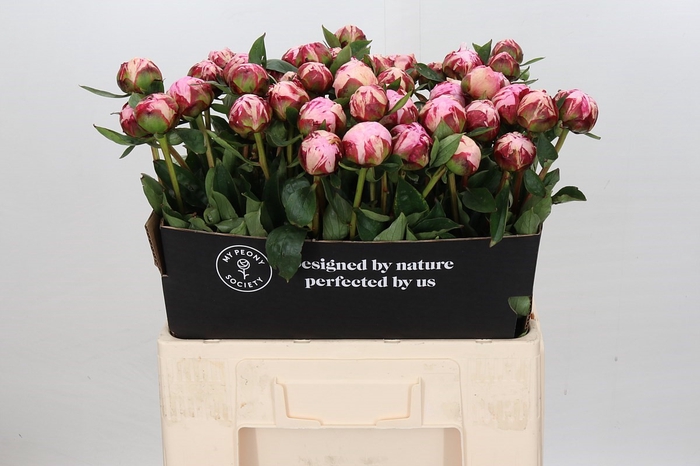 <h4>Paeonia Sarah Bernhardt</h4>