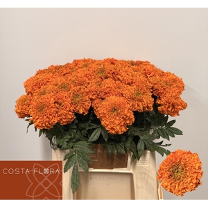 Tag E Promise Orange