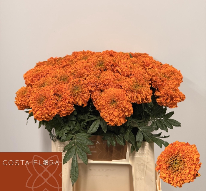<h4>Tag E Promise Orange</h4>