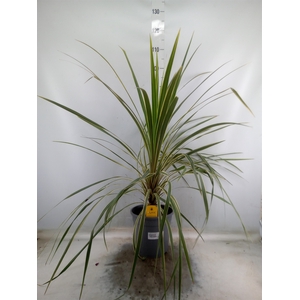 Cordyline austr. 'Variegata'