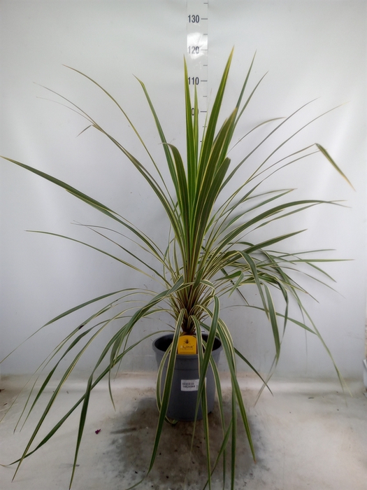 <h4>Cordyline austr. 'Variegata'</h4>