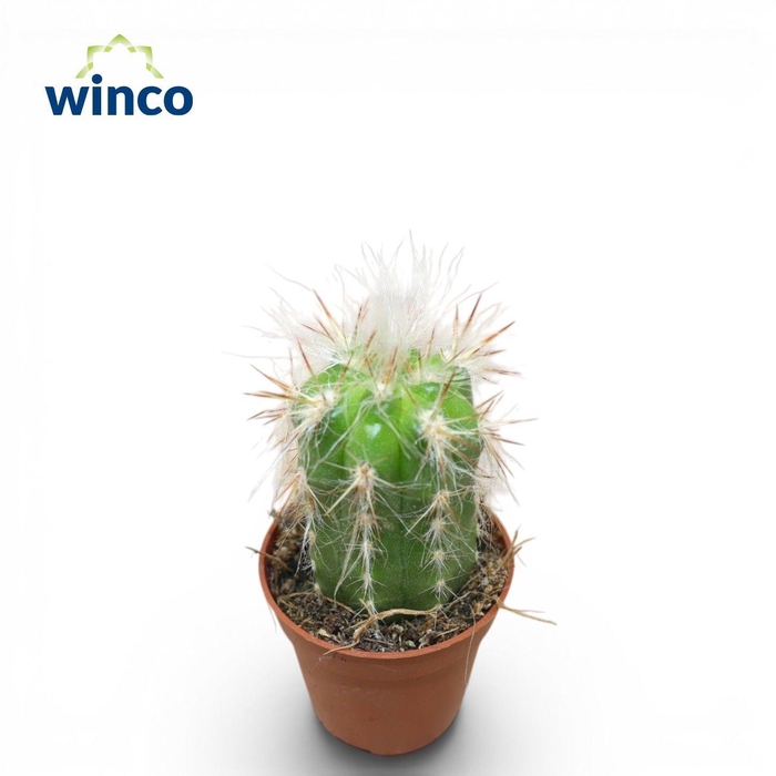 <h4>CACTUS OV</h4>
