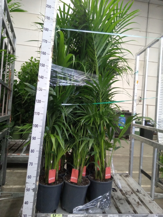 <h4>Howea forsteriana</h4>