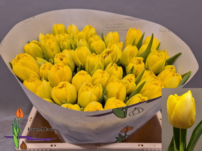 <h4>TU DU MARIE JO</h4>