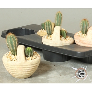 ARR CACTUS