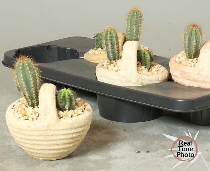 <h4>ARR CACTUS</h4>