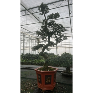Carmona macrophylla, pot 43 cm., height 150 cm. (single item)