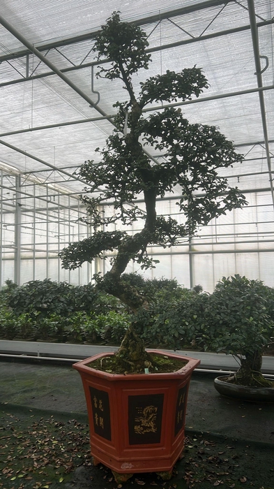 <h4>Carmona macrophylla, pot 43 cm., height 150 cm. (single item)</h4>