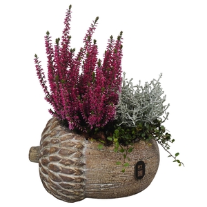 Arr.   Tuinplanten L%