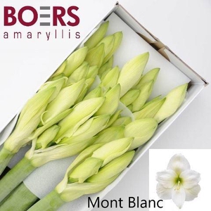 HIPPEASTRUM GA 'MONT BLANC'