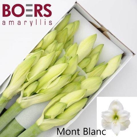 <h4>HIPPEASTRUM GA 'MONT BLANC'</h4>