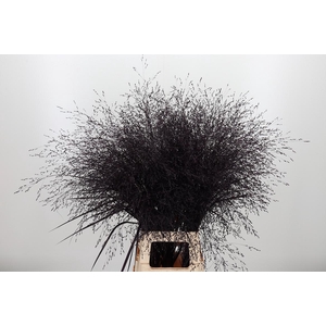 Panicum Kl Bh Aubergine