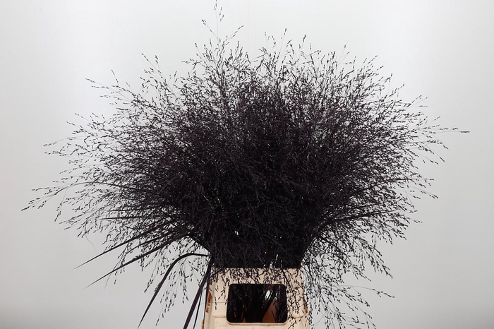 <h4>Panicum Kl Bh Aubergine</h4>