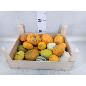Cucurbita