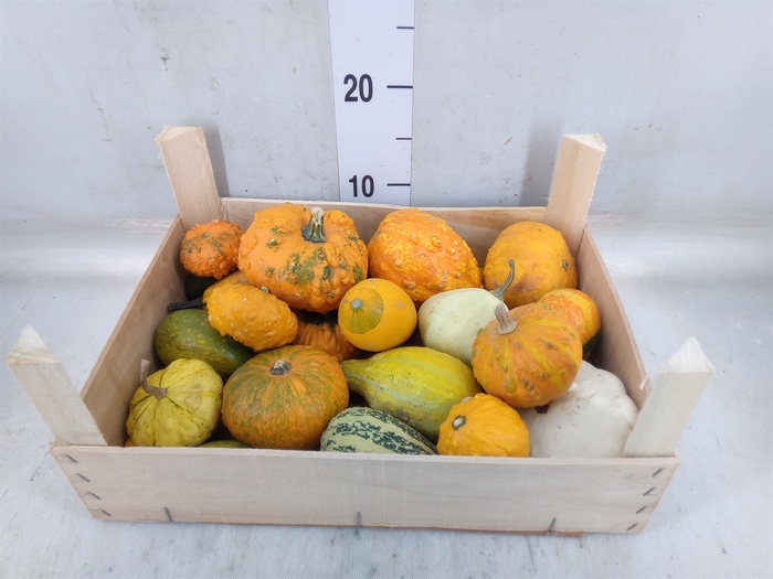 <h4>Cucurbita</h4>