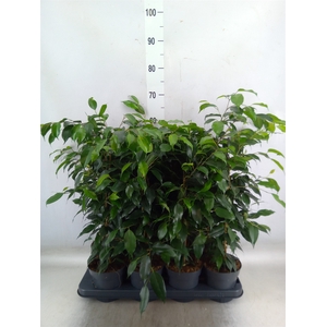 Ficus benja. 'Danielle'