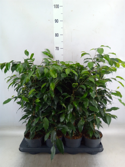 <h4>Ficus benja. 'Danielle'</h4>