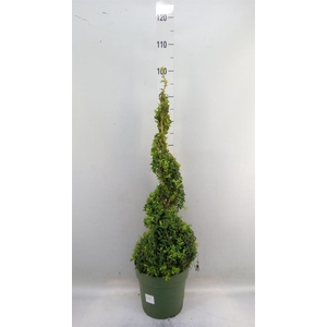 Buxus semp.   ...