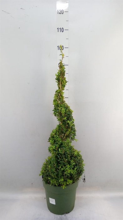 <h4>Buxus semp.   ...</h4>