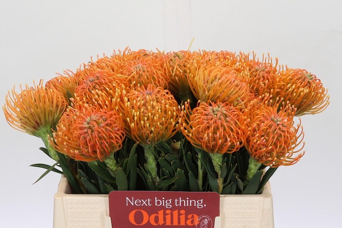 <h4>Nutans Ayoba Peach</h4>