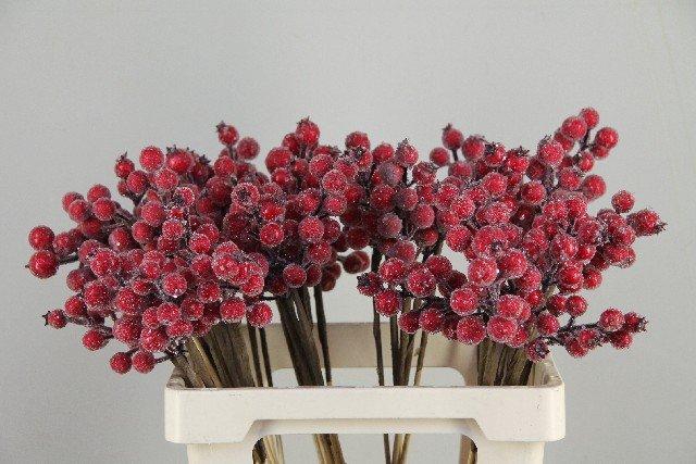 Stick berries rose hips red