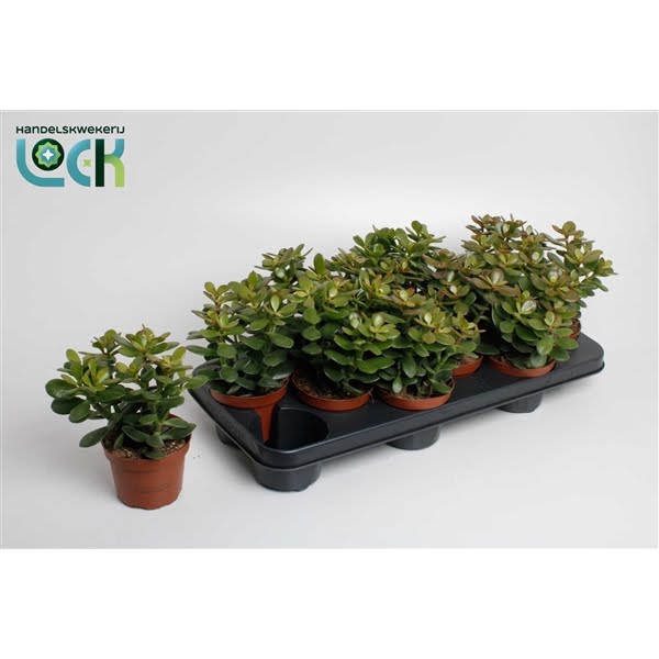 <h4>Crassula Minor</h4>