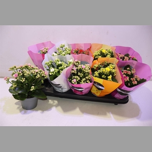 Kal Ge Perf Gem 5 Kl