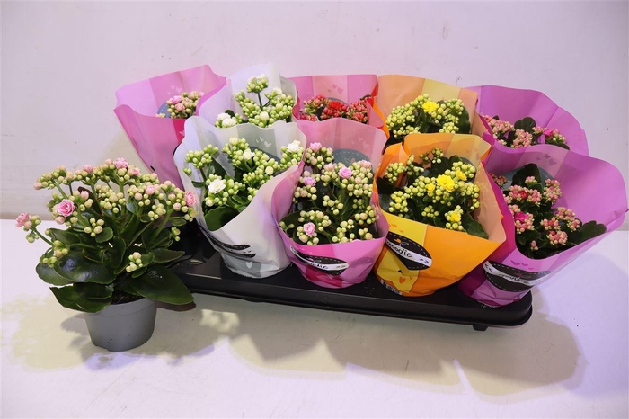 <h4>Kal Ge Perf Gem 5 Kl</h4>