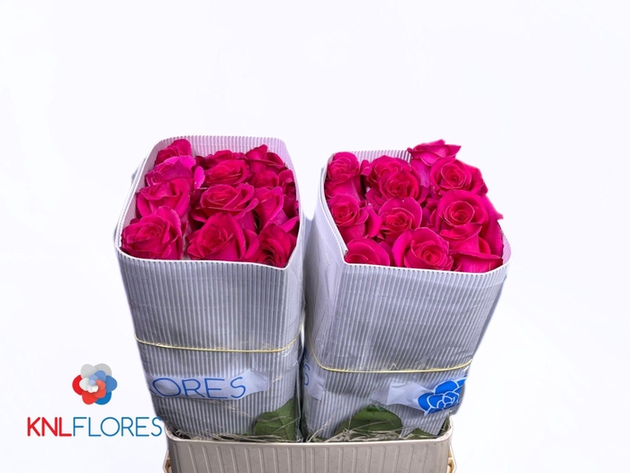 <h4>R GR HOT EXPLORER</h4>