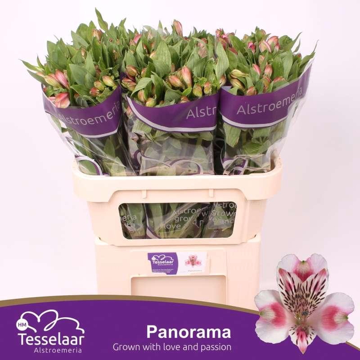 <h4>Alstroemeria Panorama</h4>