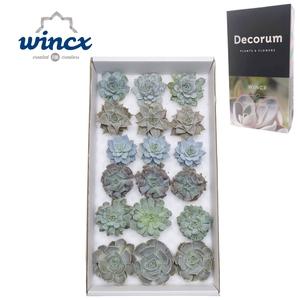 Echeveria Ice Mix (wincx) Cutfl (6 Spcs) Wincx-8cm