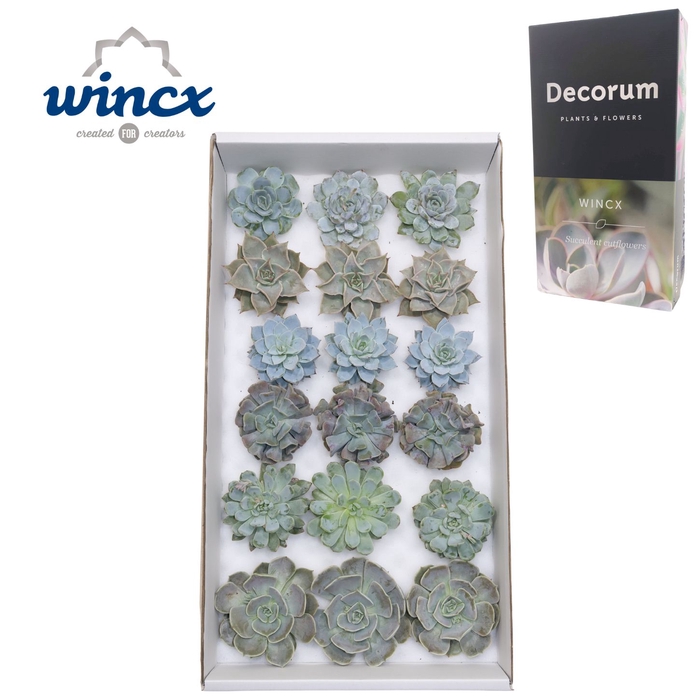 <h4>Echeveria Ice Mix (wincx) Cutfl (6 Spcs) Wincx-8cm</h4>