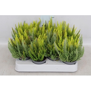 Calluna vulg. 'Skyline'   ...mix 3