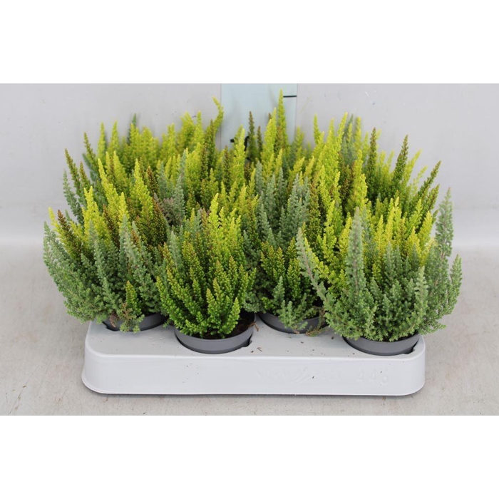 <h4>Calluna vulg. 'Skyline' ...mix 3</h4>