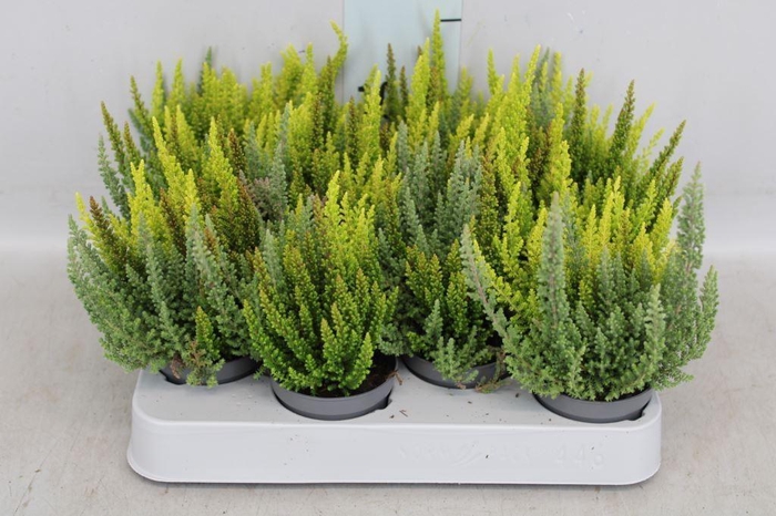 Calluna vulg. 'Skyline'   ...mix 3