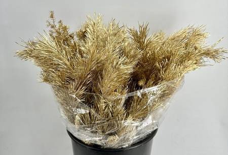 <h4>Pinus Mugo Painted $Luxury Gold</h4>