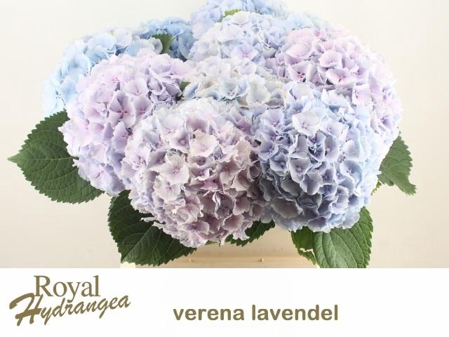 <h4>HYDR M CH VERENA</h4>